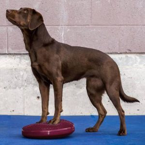 FITPAWS balancebræt kæledyr 36 bærfarvet